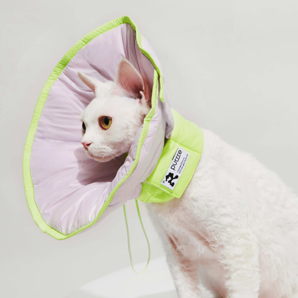 Cat licking e collar clearance