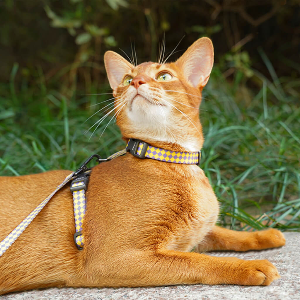 adjustable double dog leash Heavy Duty Double Dog Leash