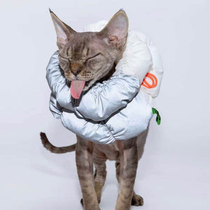 Cat wearing a soft, silver recovery E-Collar designed for comfort and effective wound protection. Ideal for post-surgery recovery, this stylish and functional Elizabethan collar ensures gentle support while allowing natural movement.