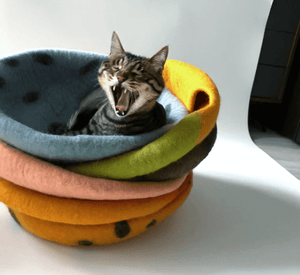 Le Funny Cat