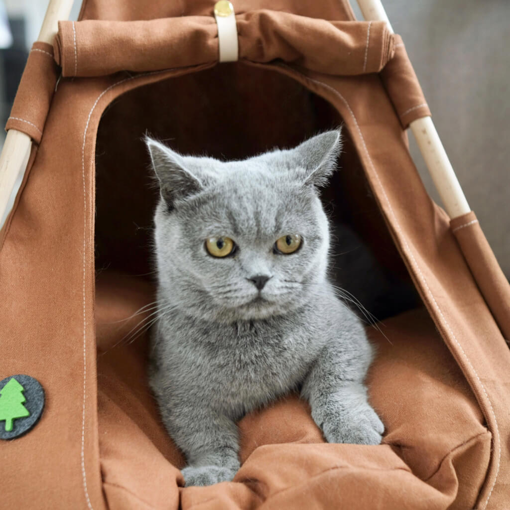 Grey cat comfortably lounging inside the Boho Chic Pet Tent, showing the soft cushion and inviting interior that provides both style and comfort for small pets.