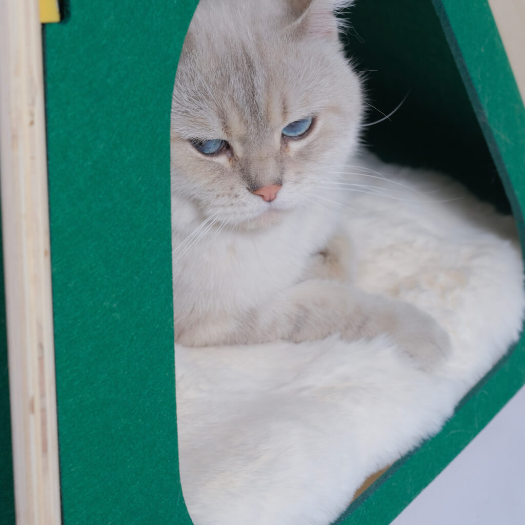 A fluffy beige cat peeking out from the green felt pet tent, resting on the soft cushion inside.