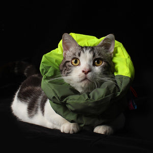 Cat comfortably resting while wearing the lightweight Fashion-Function Pet E-collar in Fluo and Green.
