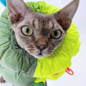 Fashion-forward pet with a close-up of the vibrant Fluo and Green Pet E-collar, highlighting the adjustable drawstring for a secure fit.