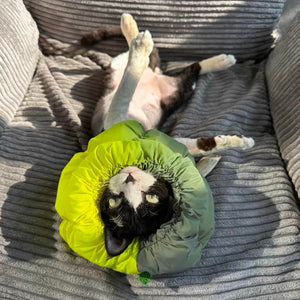Cat lounging in the Fashion-Function Pet E-collar, showing flexibility in movement.