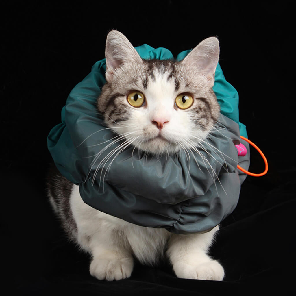 Stylish pet wearing the Fashion-Function Elizabeth Neuter Collar with wrap-around design for comfortable post-surgery recovery.