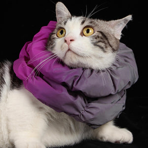 Cat posing while wearing the Fashion-Function Pet E-Collar in Magenta and Dark Purple, showcasing the stylish design.