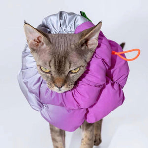 Cat confidently wearing the Fashion-Function Pet E-Collar in Magenta and Dark Purple, perfect for recovery and daily wear.