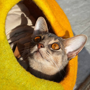 Close-up of cat face inside Amalfi Lemon felt cave; warm wool interior, calming hideout bed.