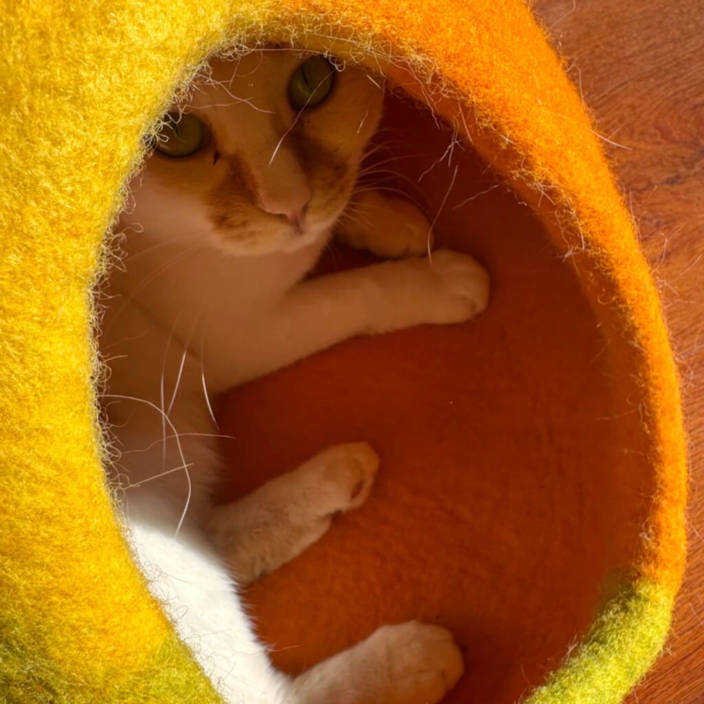 Amalfi Lemon felt cat cave in bright sunlight; minimalist, nature-inspired enclosed cat bed for modern interiors.