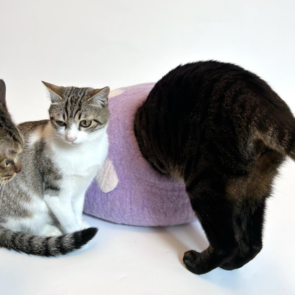 Curious cats exploring the soft felted purple cat hideaway