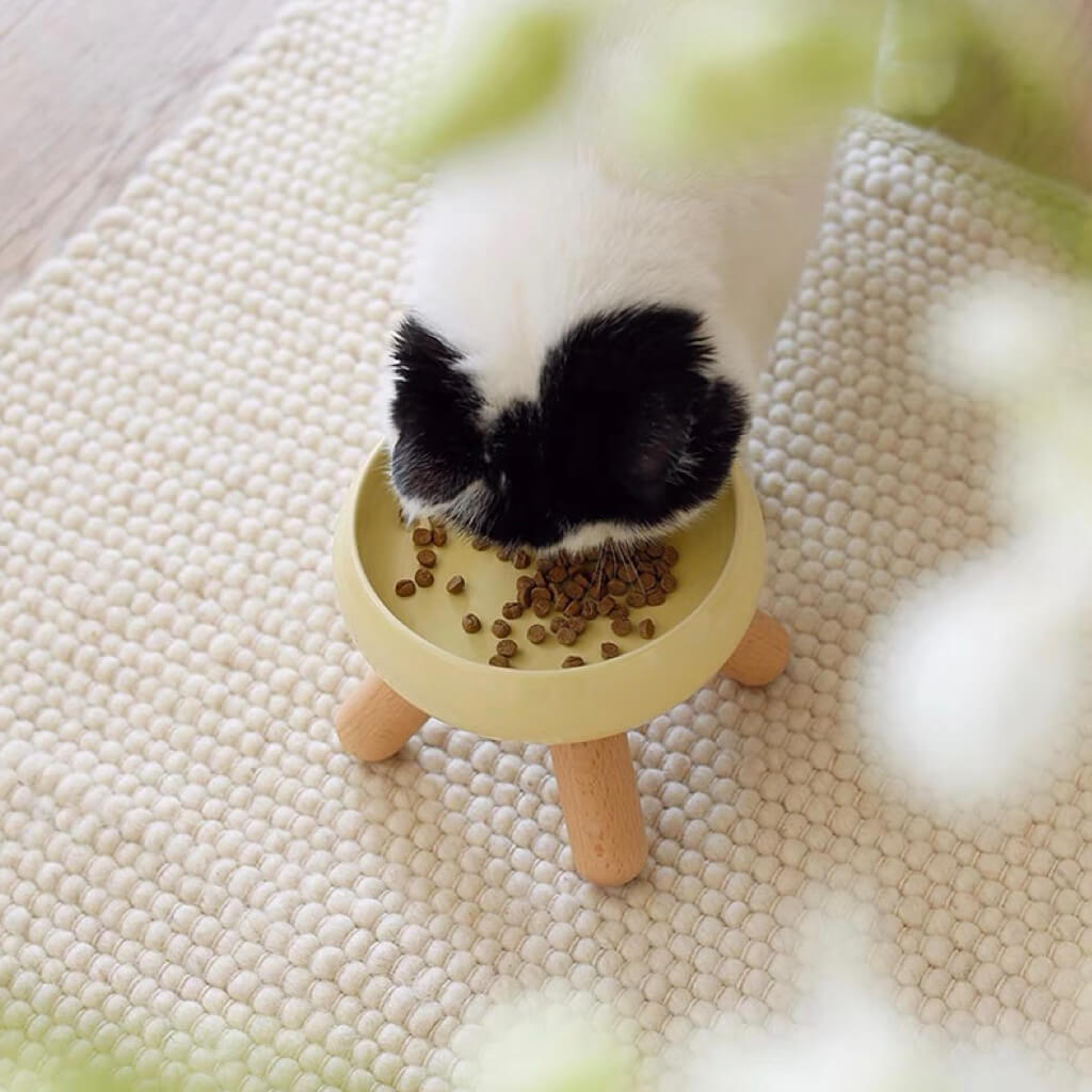Cat Enjoying Mealtime with the Gulu Ceramic Elevated Pet Bowl