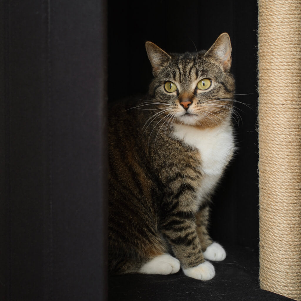 Tabby cat sitting at the bottom level of the black Meoof Time Travel Cat Tower, next to a built-in sisal scratching post. Premium vertical cat furniture for indoor cats.
