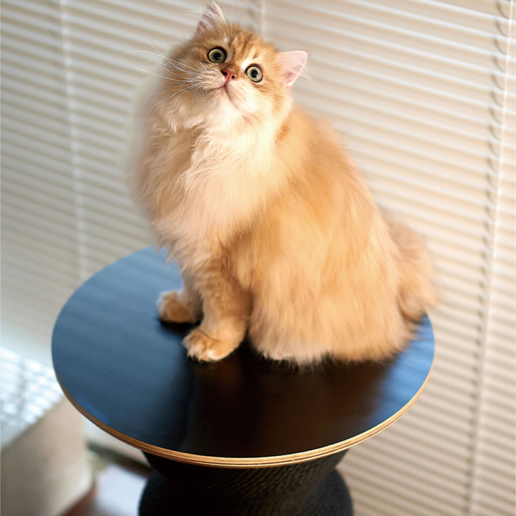 Fluffy ginger cat sitting proudly on top of the black Coral Cat Scratcher + Table in a cozy home.