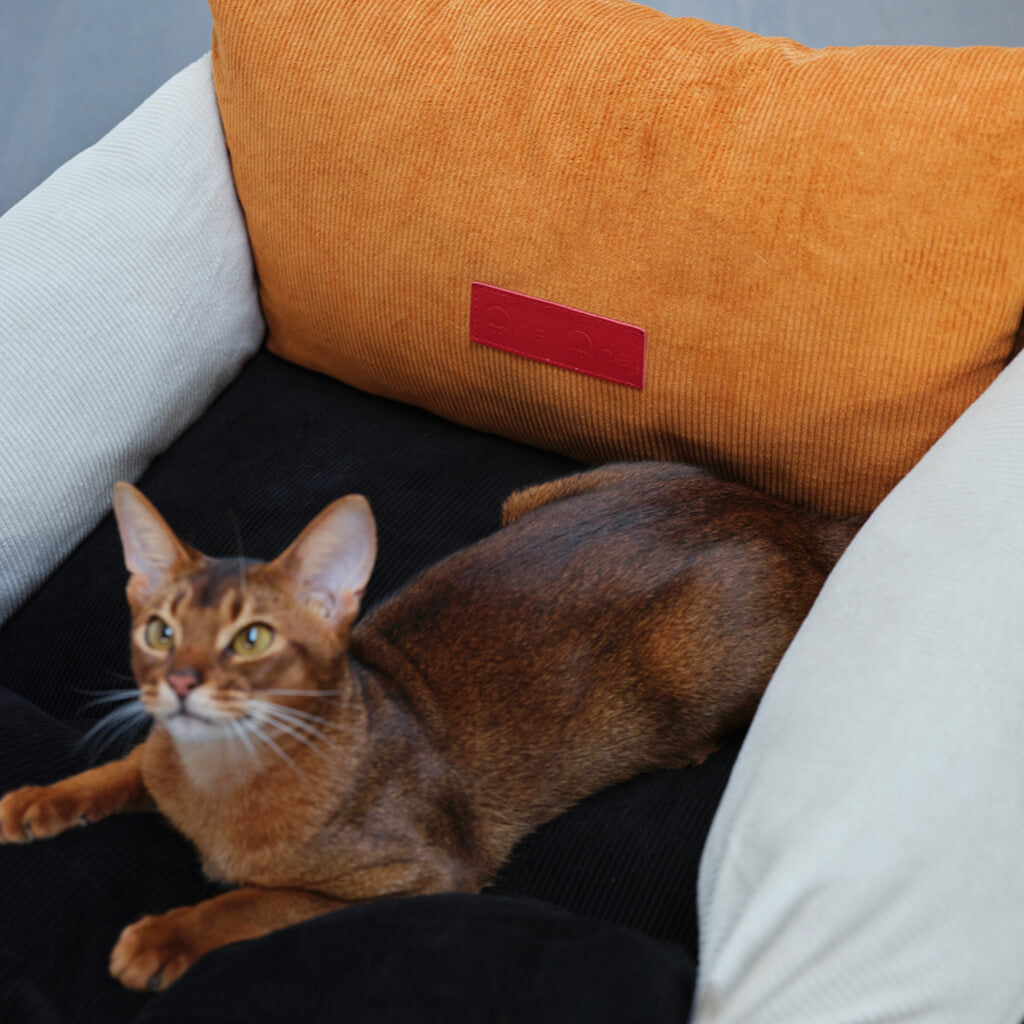 Cat lounging on the stylish Pure Cotton Corduroy Pet Couch in a modern living room.