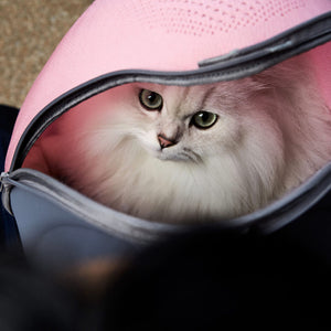 Close-up of a content cat resting inside the Extra-light Cat Travel Backpack, surrounded by the soft interior.