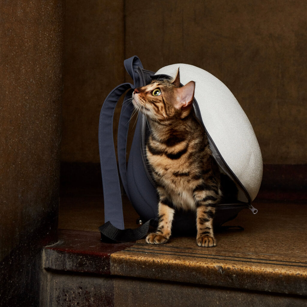 Close-up of a cat inside the zipped Extra-light Cat Travel Backpack, enjoying secure travel.