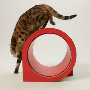  Bengal cat playing with the circular tunnel piece of the XYZ Modular Cat Scratching Set.