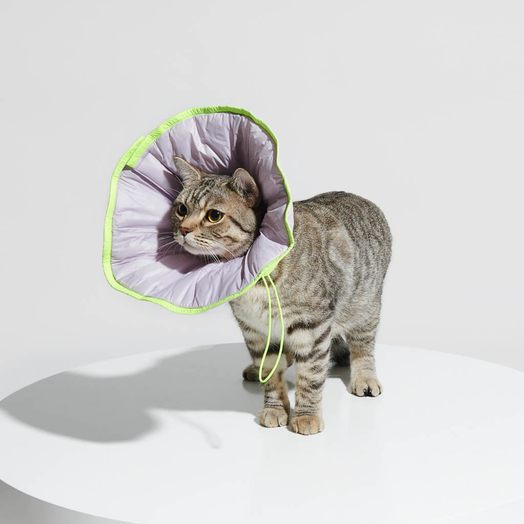 Tabby cat wearing the collar, showcasing full-body coverage and neck protection.