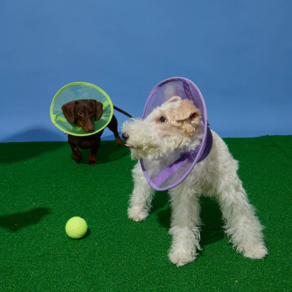 Dog swearing the Neo Green and Purple Reversible Mesh Elizabeth Collar, playing on a green lawn.