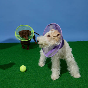 Dog swearing the Neo Green and Purple Reversible Mesh Elizabeth Collar, playing on a green lawn.