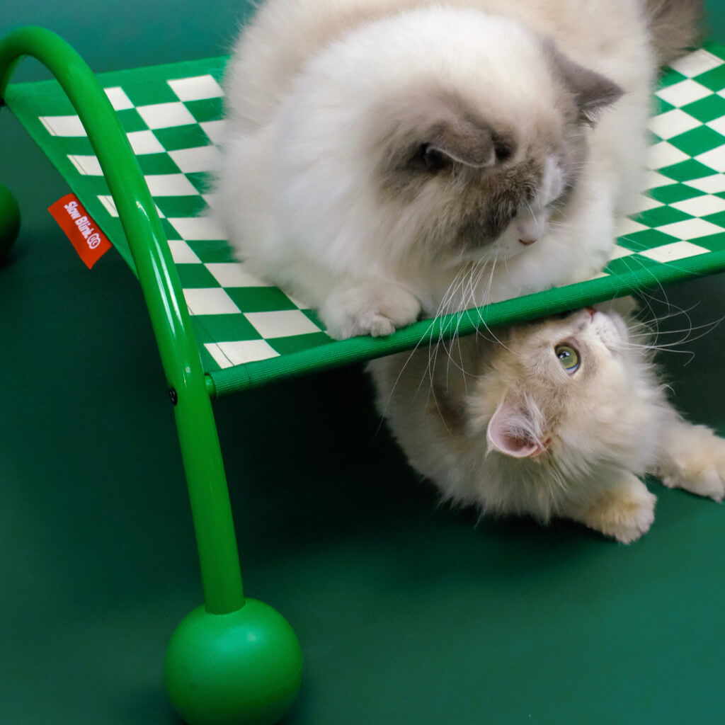 Two cats enjoying a green checkerboard patterned cat hammock, illustrating pet interaction and comfort.