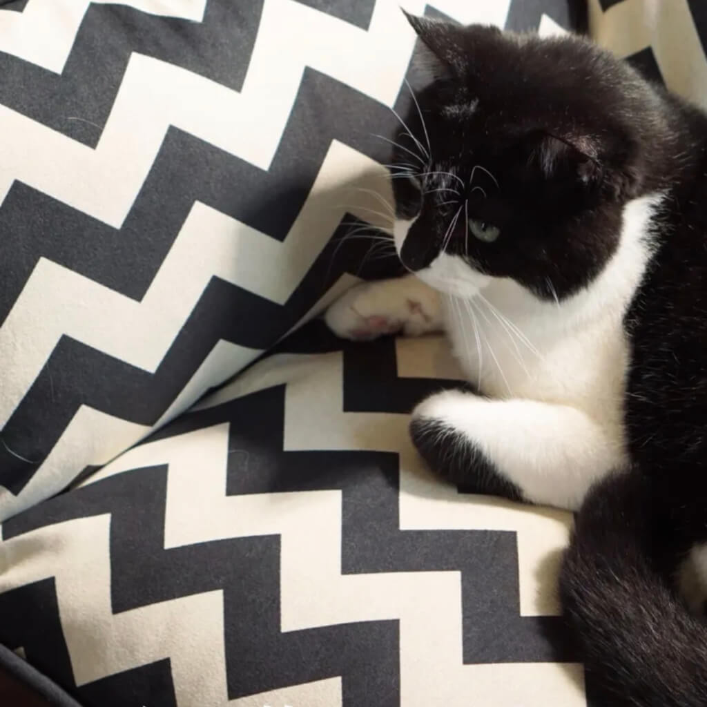 A close-up of a plush chevron pet cushion, showing premium fabric, soft padding, and anti-scratch durability.