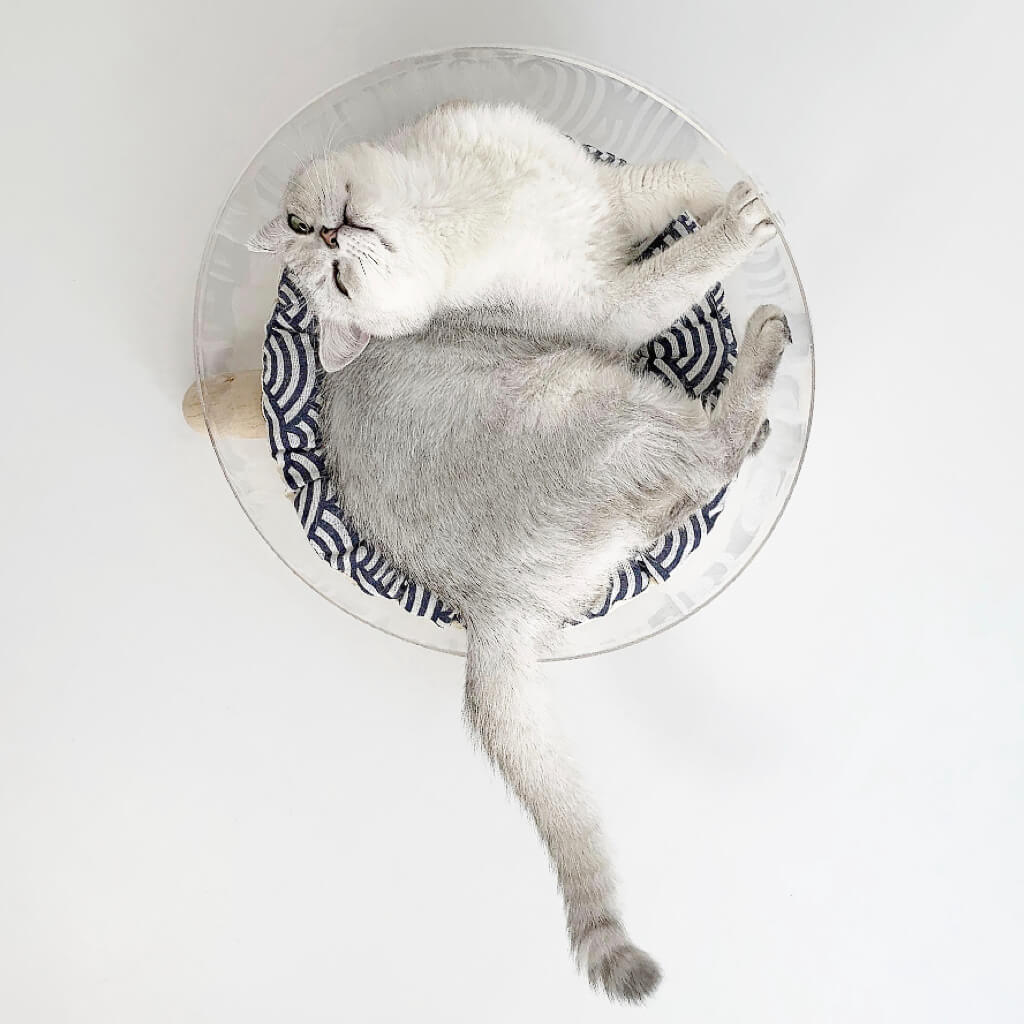 Grey cat resting in acrylic bowl bed with navy Japanese patterned cushion
