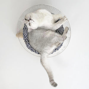 Grey cat resting in acrylic bowl bed with navy Japanese patterned cushion
