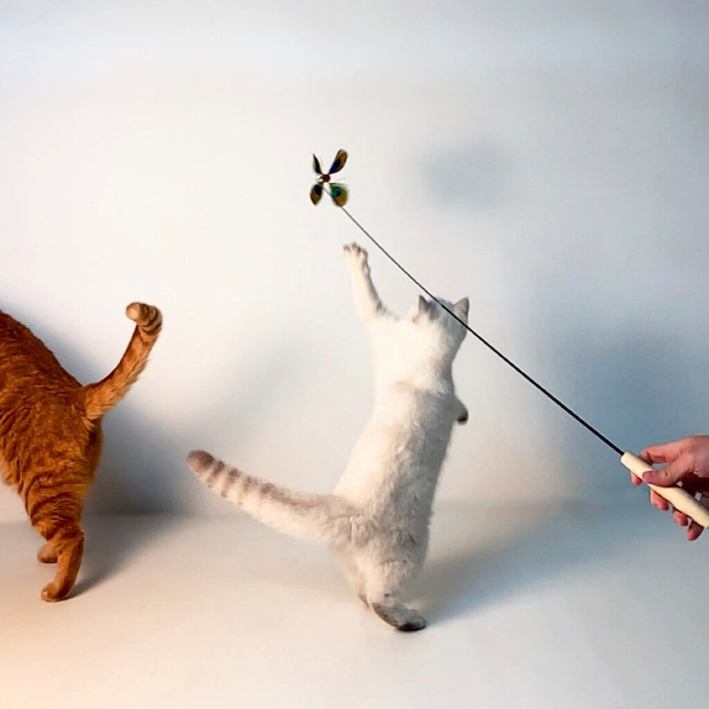 Cat jumping and playing with the spinning feather teaser.