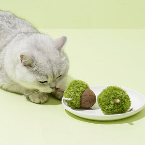 Curious cat sniffing matatabi stick of acorn cat toy on a white dish.