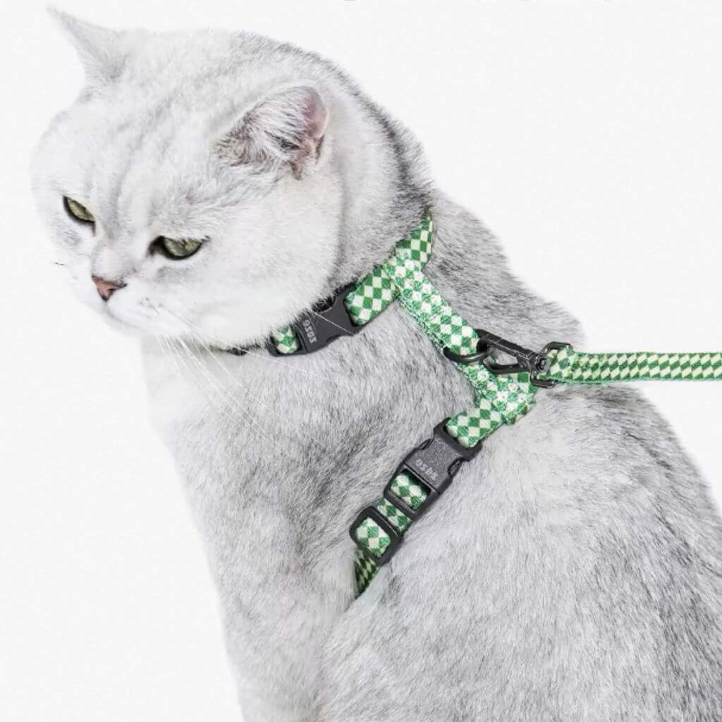 Silver British Shorthair cat in green ZEZE H-harness and leash set, tailored for cats and small dogs.