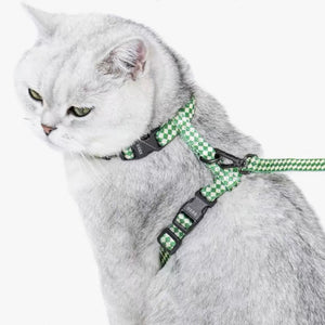 Silver British Shorthair cat in green ZEZE H-harness and leash set, tailored for cats and small dogs.