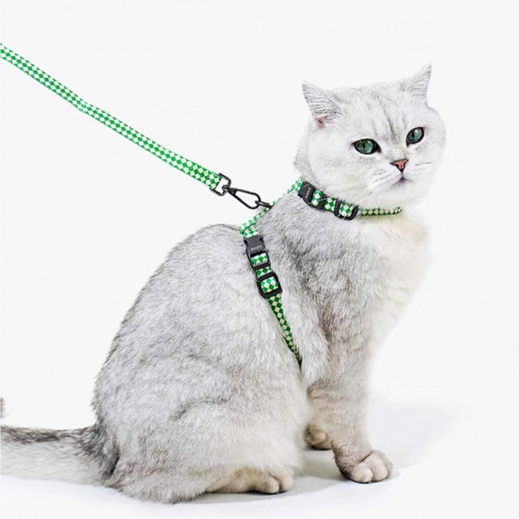 British Shorthair cat sitting upright wearing green ZEZE harness and leash set for everyday outings.