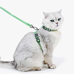 British Shorthair cat sitting upright wearing green ZEZE harness and leash set for everyday outings.