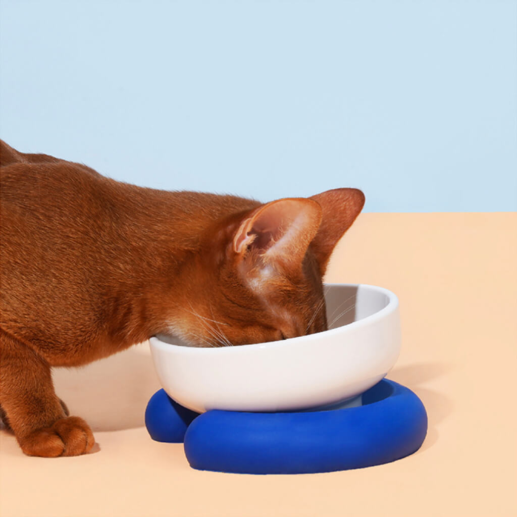 Cat enjoying its meal from a blue and white ceramic pet bowl with a slip-resistant silicone base.