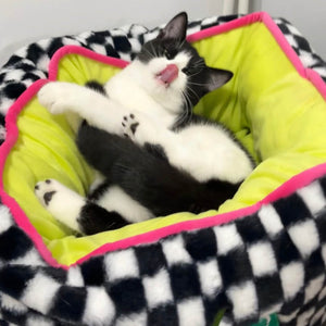 Playful black and white kitten relaxing in the lime green interior of the checker pattern pet bed, showcasing its plush fabric.