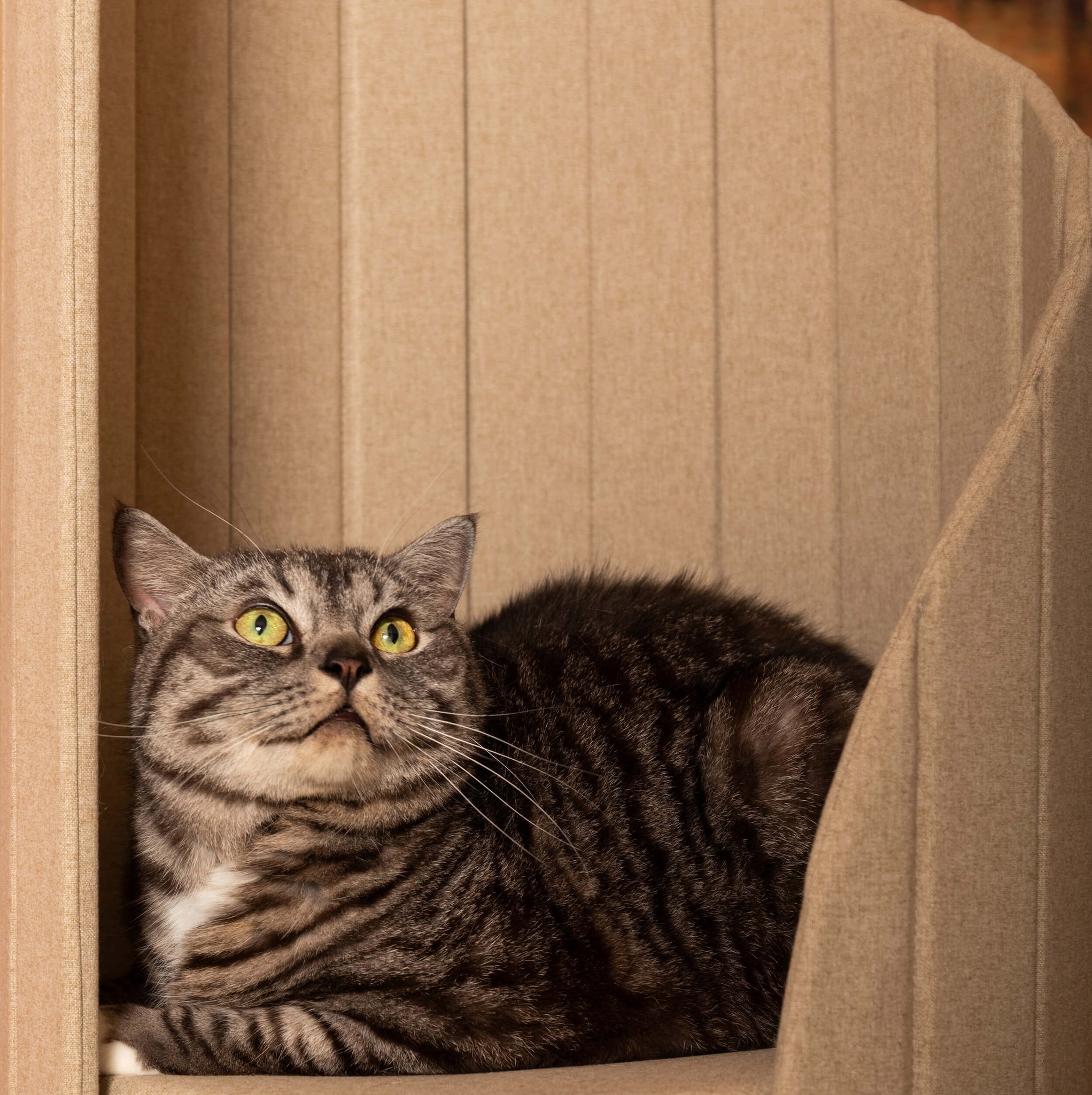 Close-up of a tabby cat resting on the top platform of the beige Time Travel Cat Tower, showing the plush comfort of the seating area.