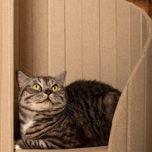 Close-up of a tabby cat resting on the top platform of the beige Time Travel Cat Tower, showing the plush comfort of the seating area.