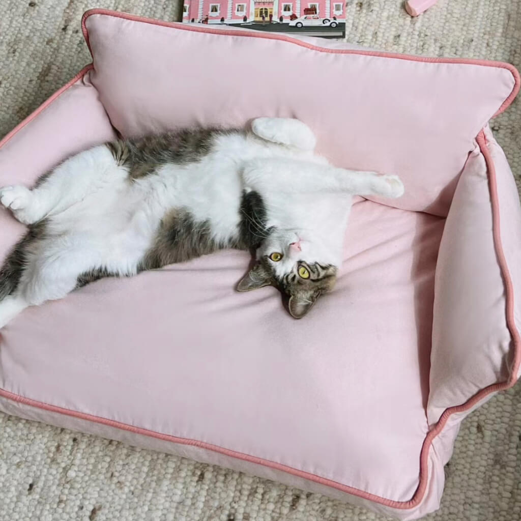Relaxing pet on Cozy Pet Sofa Bed - Piped #2 Strawberry + #5 Dora’s Wall with stylish piping.