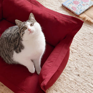 Close-up of a cat resting on the Cozy Pet Sofa Bed in burgundy.