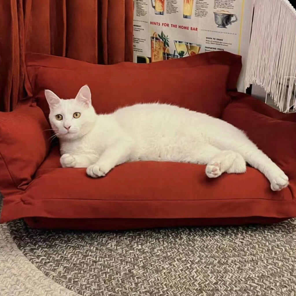  White cat relaxing on the burgundy pet sofa bed.