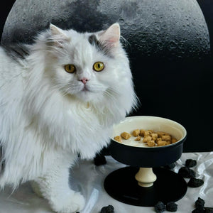 White long-hair cat beside Bamboo Island elevated ceramic pet bowl; raised feeder for comfortable posture.