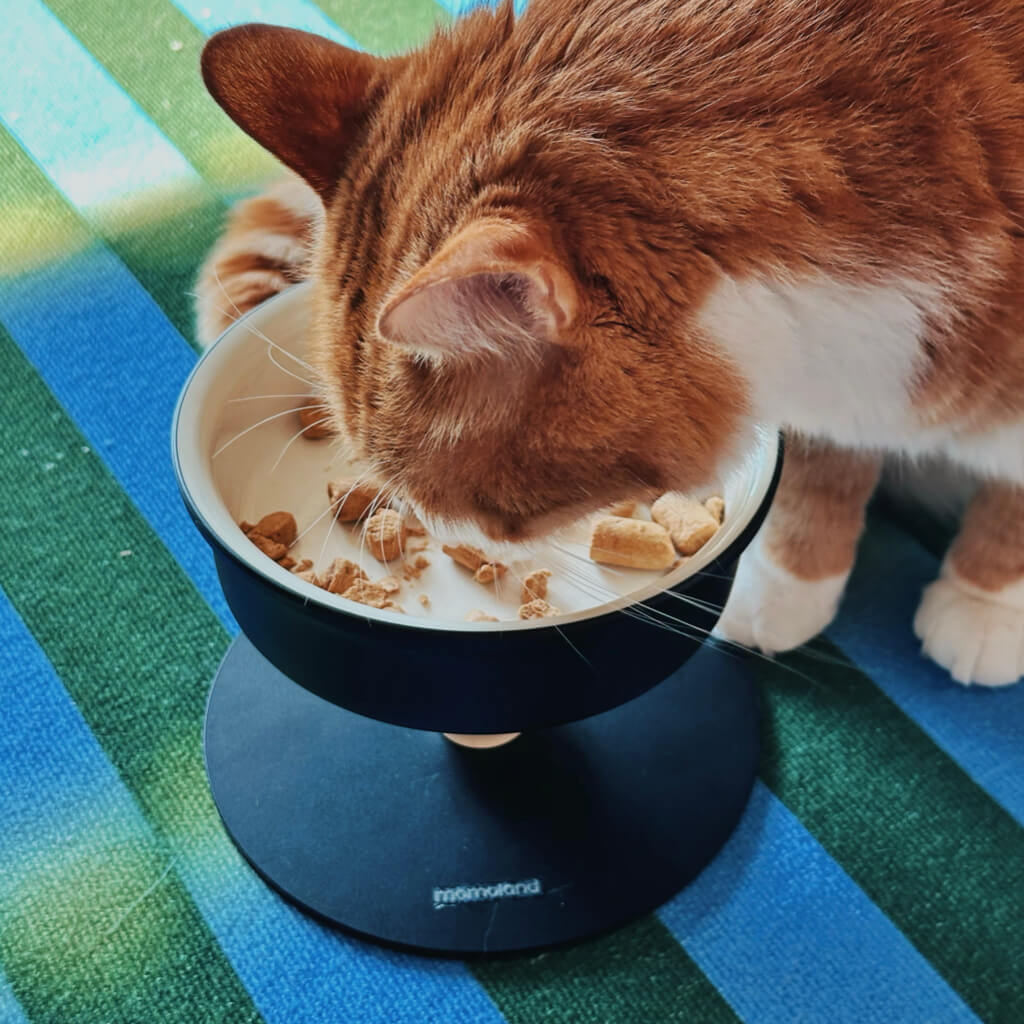 Ginger cat dining from Bamboo Island elevated ceramic pet bowl; easy-clean premium ceramic interior.