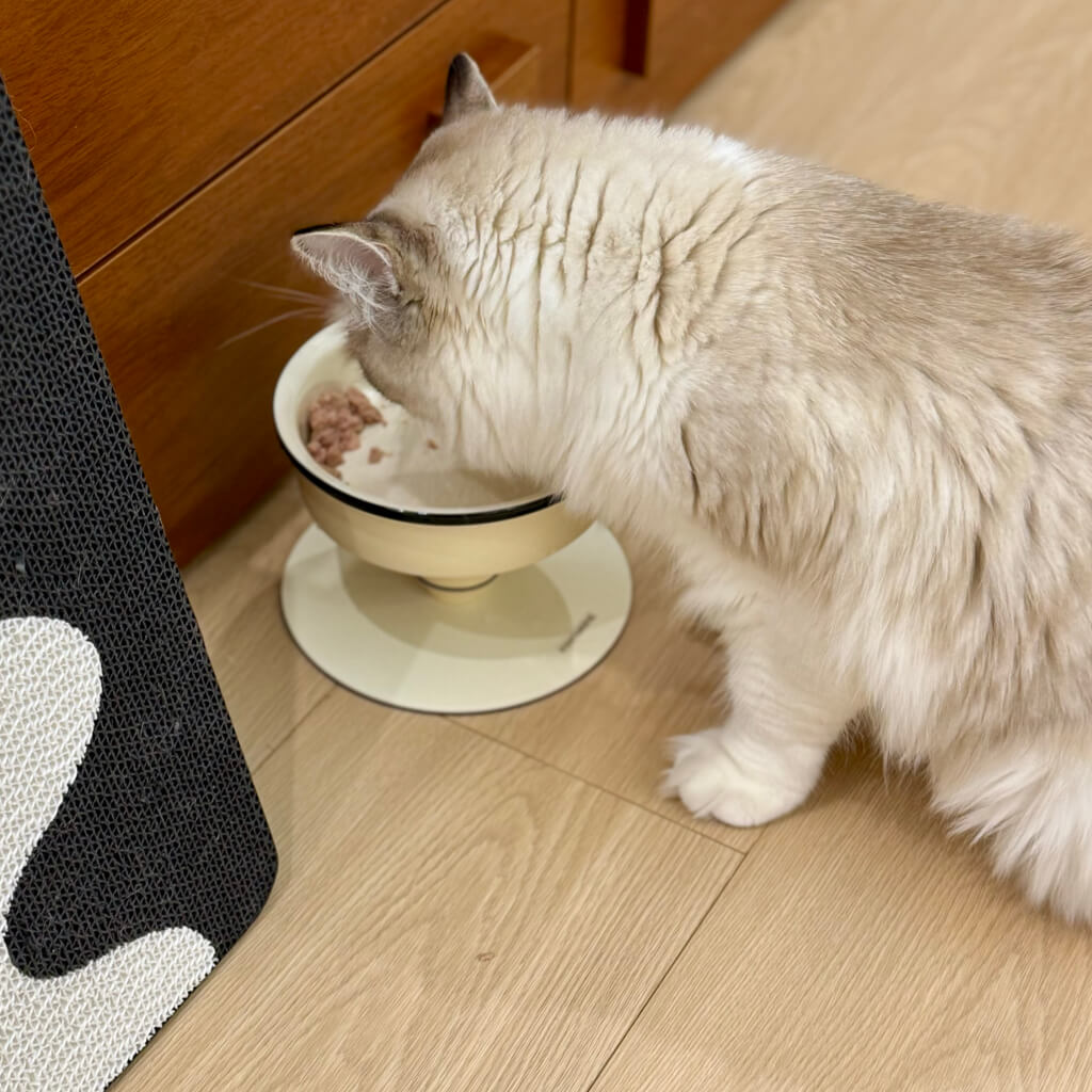 Cat eating from Bamboo Island Elevated Ceramic Pet Bowl by Momoland—raised pedestal feeder, magnetic detachable stand, black/white.