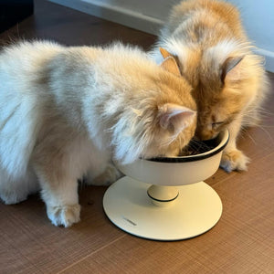 Two cats sharing the Bamboo Island elevated ceramic pet bowl—stable wide base and ergonomic height for comfortable dining.