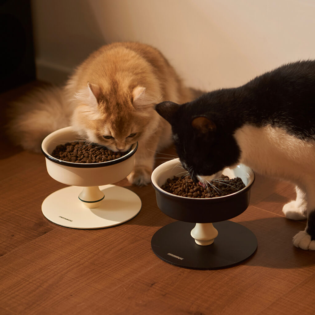 Two cats eating from Momoland Bamboo Island Elevated Ceramic Pet Bowls—raised pedestal design for cats and small dogs.