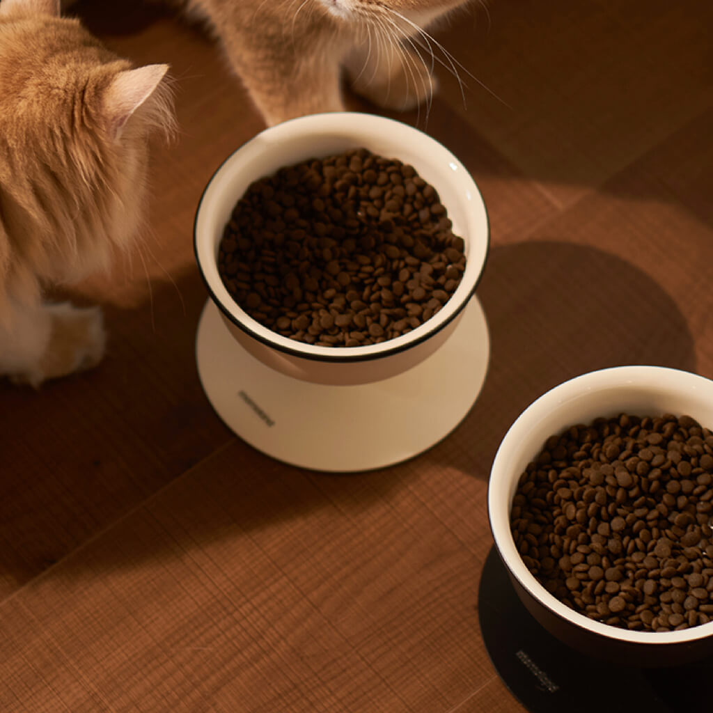 Top view of cream elevated ceramic pet bowl filled with kibble—ergonomic height for comfortable feeding.