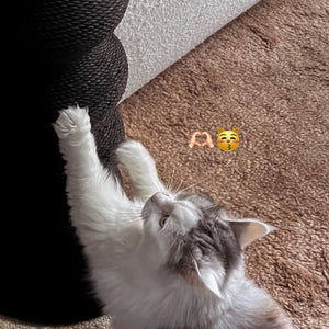 Close-up of Momoland Coral Scratcher – Minimalist Wavy Cat Scratching Post in Black; cat paws on textured wavy surface; durable vertical scratcher for indoor cats.