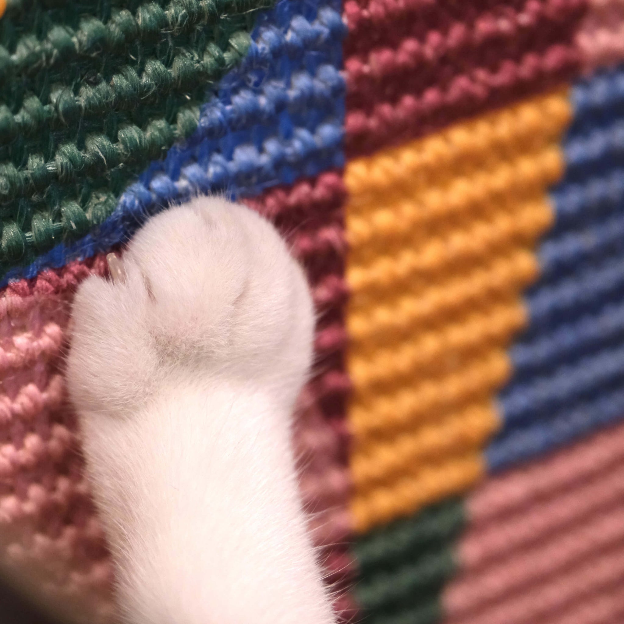 Close-up of a cat’s paw resting on a vibrant and textured sisal scratcher, showcasing Paul Klee-inspired art combined with practical feline use.
